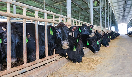 동물 사료 첨가제