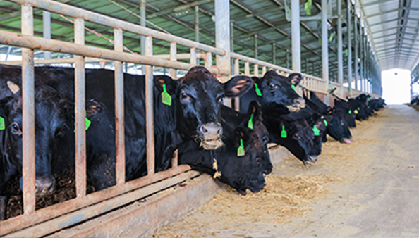 동물 사료 첨가제